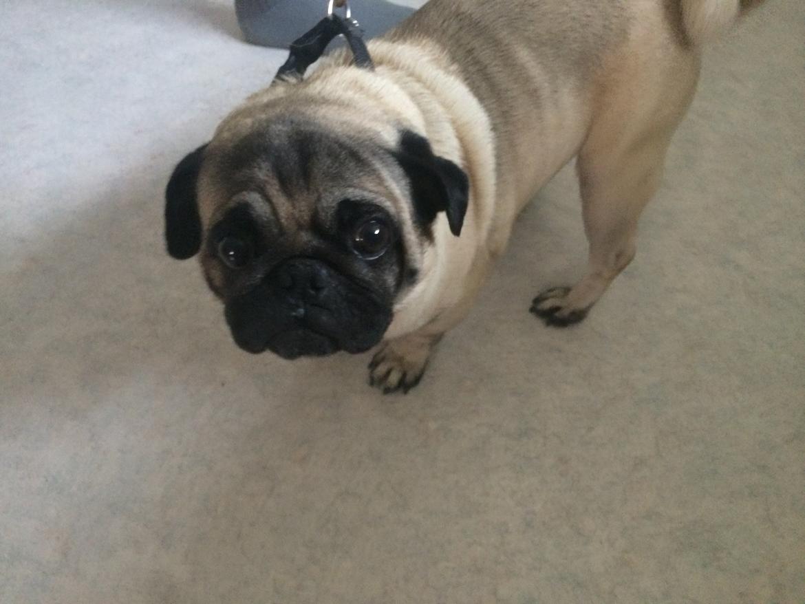 Mops Kongsgaards Palle Pug billede 5