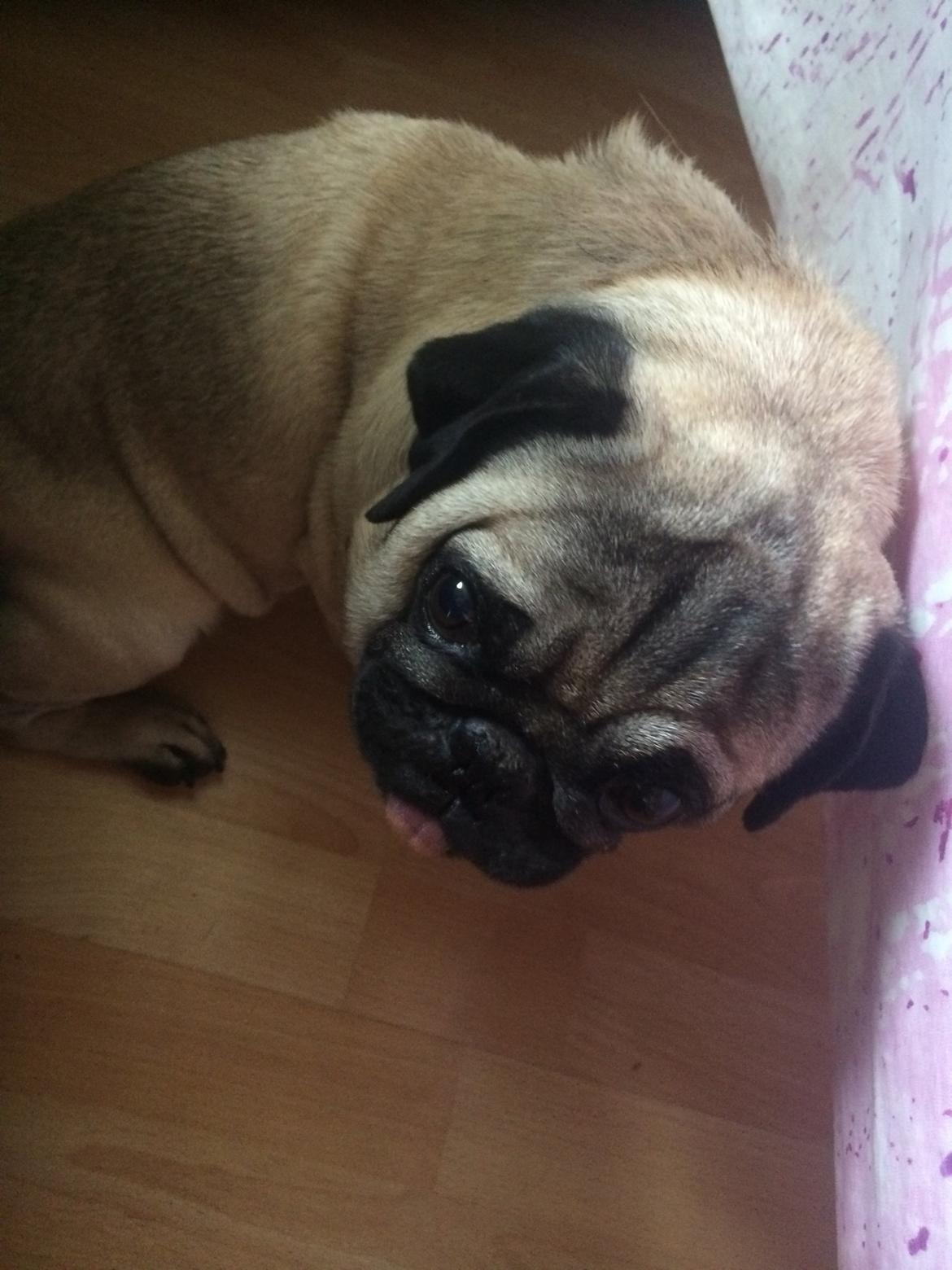 Mops Kongsgaards Palle Pug billede 6