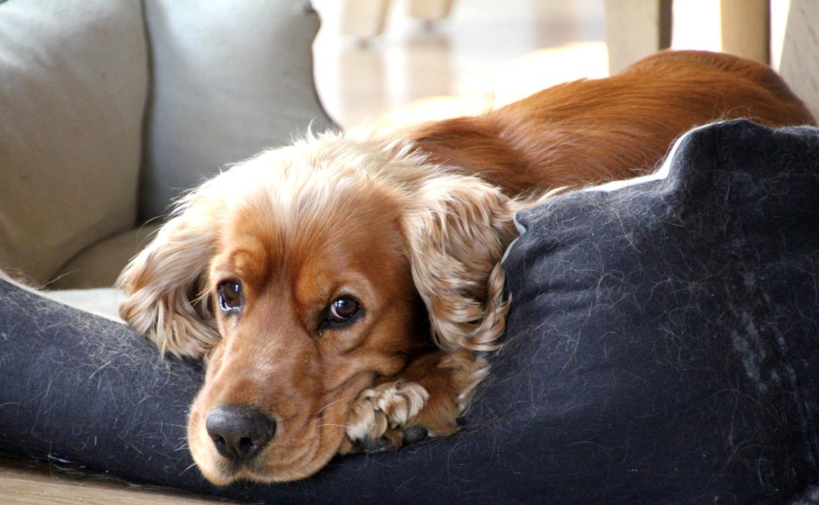 Cocker spaniel Viktor billede 1