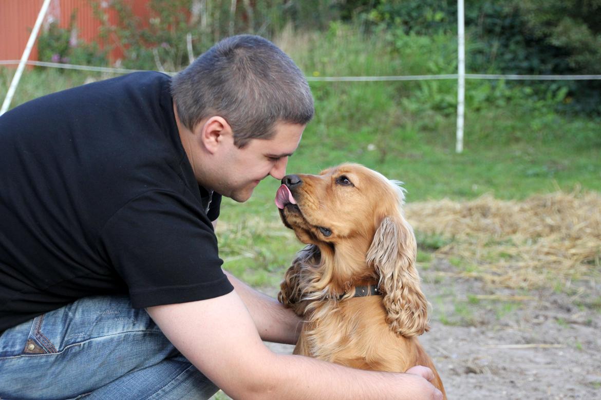 Cocker spaniel Viktor billede 2