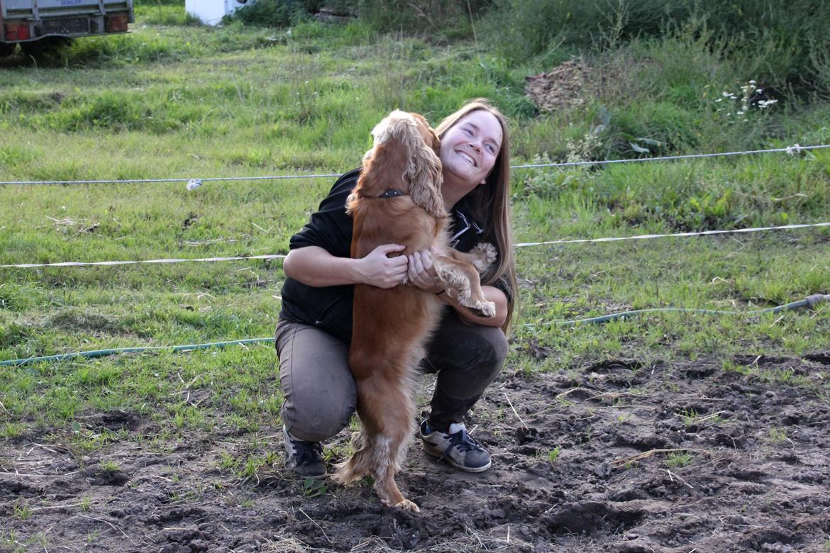 Cocker spaniel Viktor billede 3