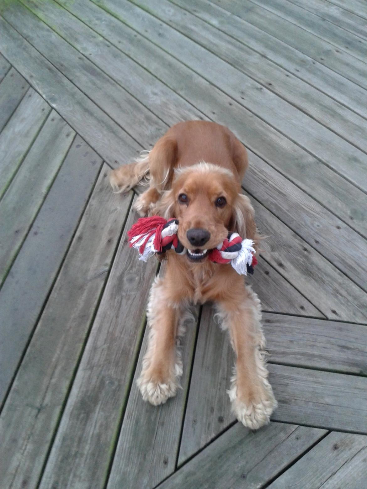 Cocker spaniel Viktor billede 4