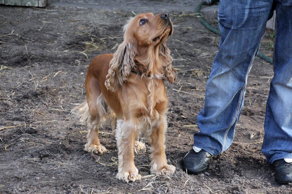 Cocker spaniel Viktor billede 5