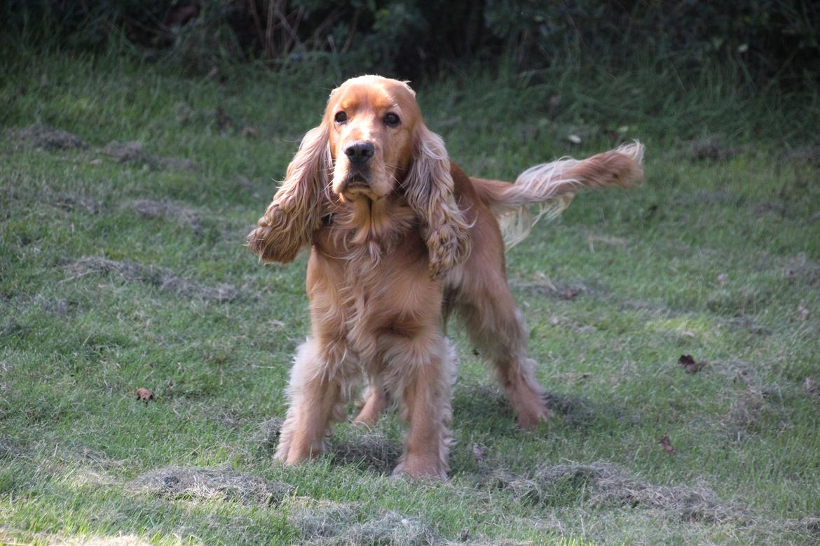 Cocker spaniel Viktor billede 6