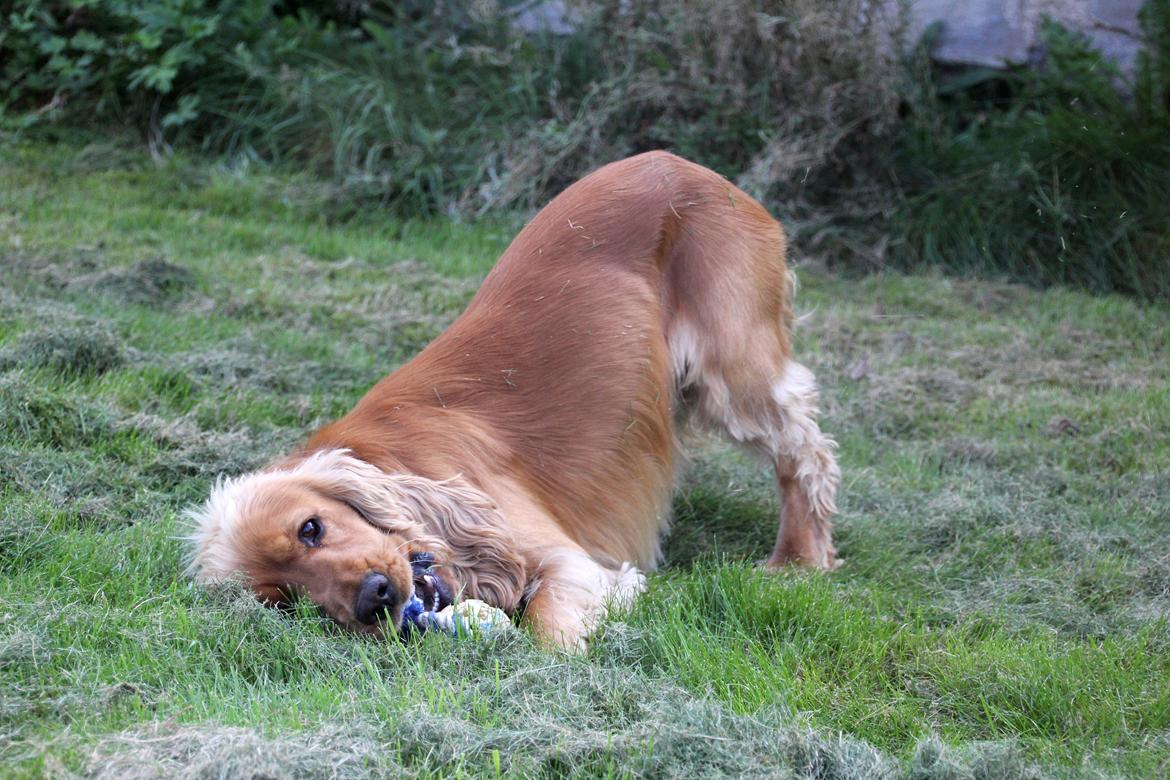Cocker spaniel Viktor billede 7