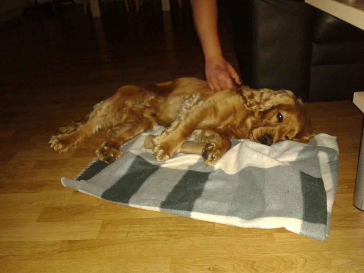 Cocker spaniel Viktor billede 8