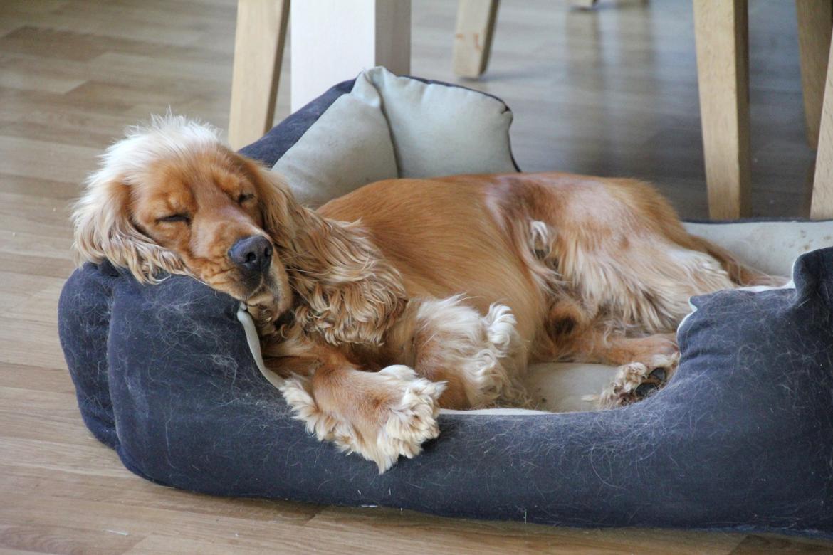 Cocker spaniel Viktor billede 9