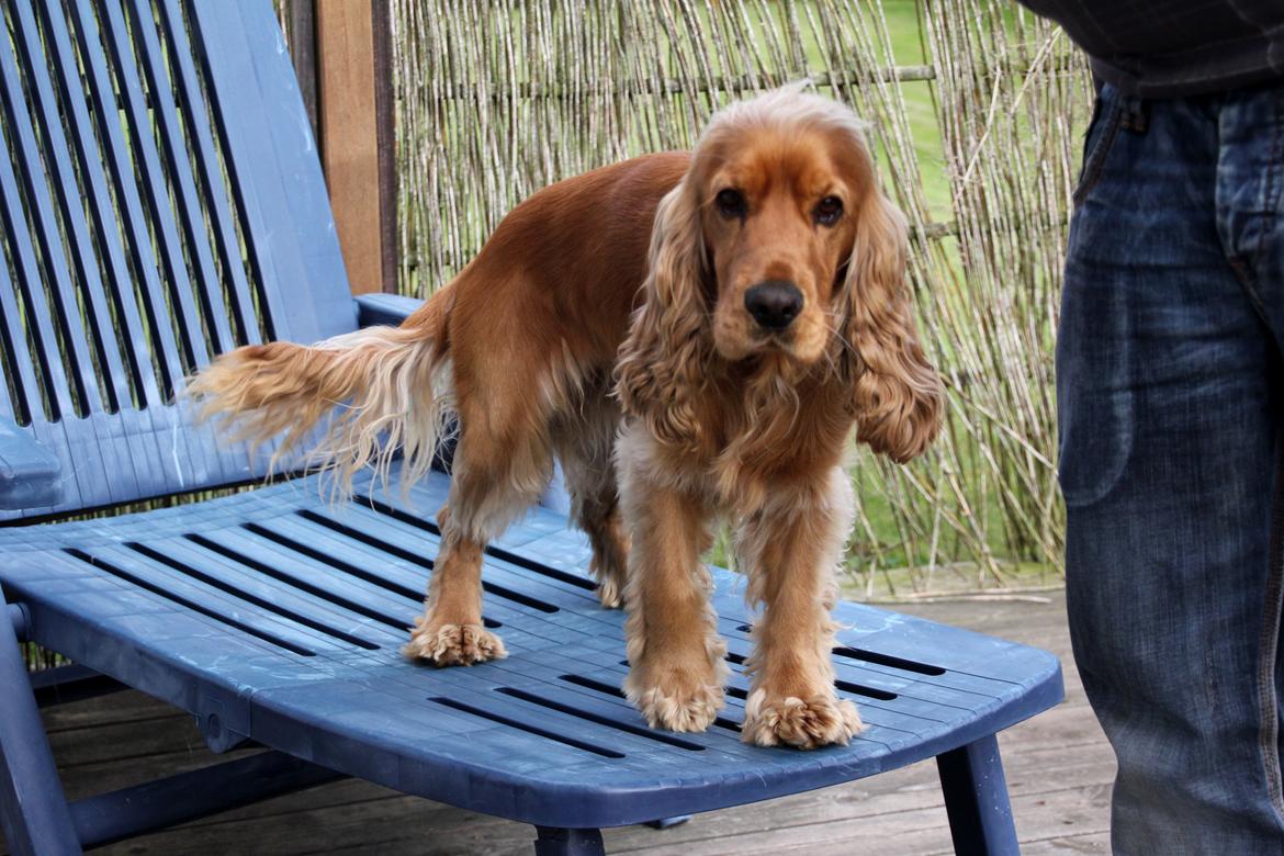 Cocker spaniel Viktor billede 10