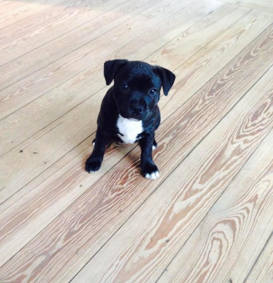 Staffordshire bull terrier Zoey billede 1