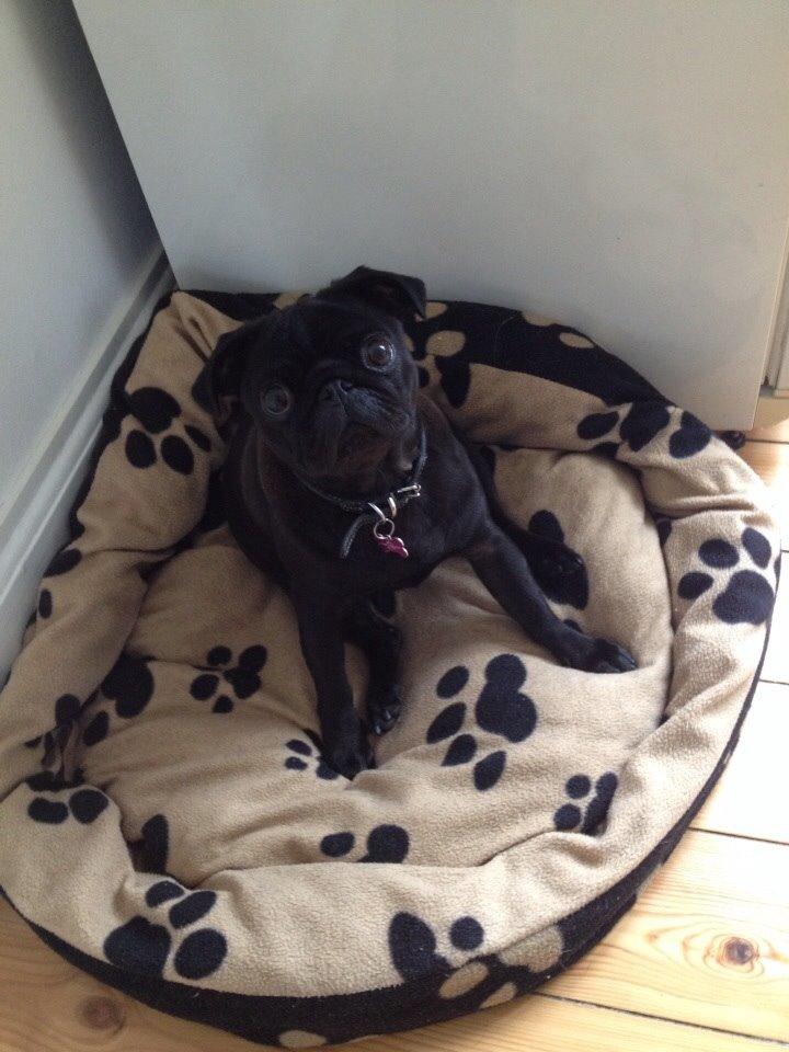 Mops Berta billede 11