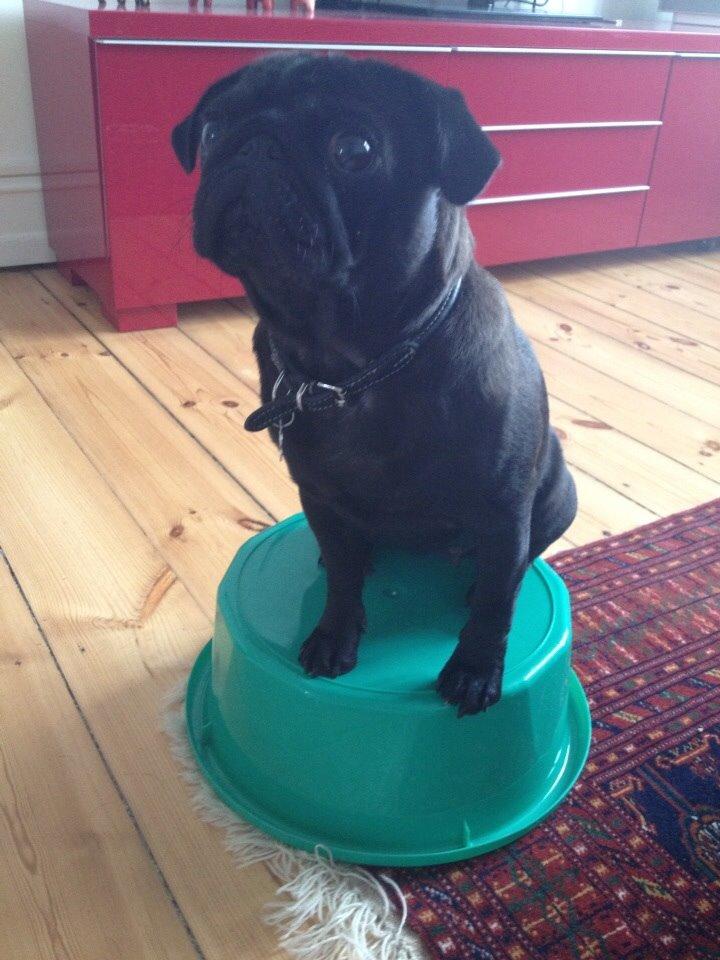 Mops Berta billede 16