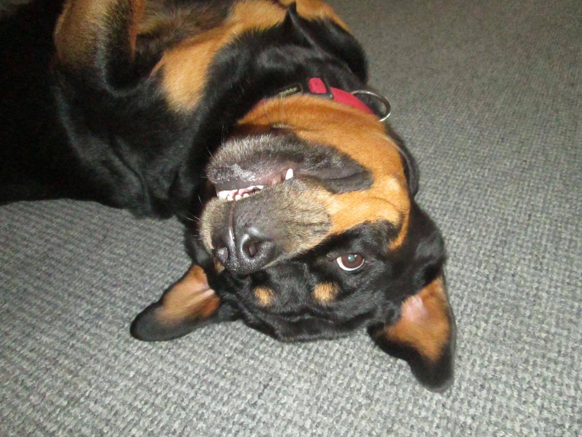 Rottweiler Kia - Lidt mærkelig måske :P billede 34