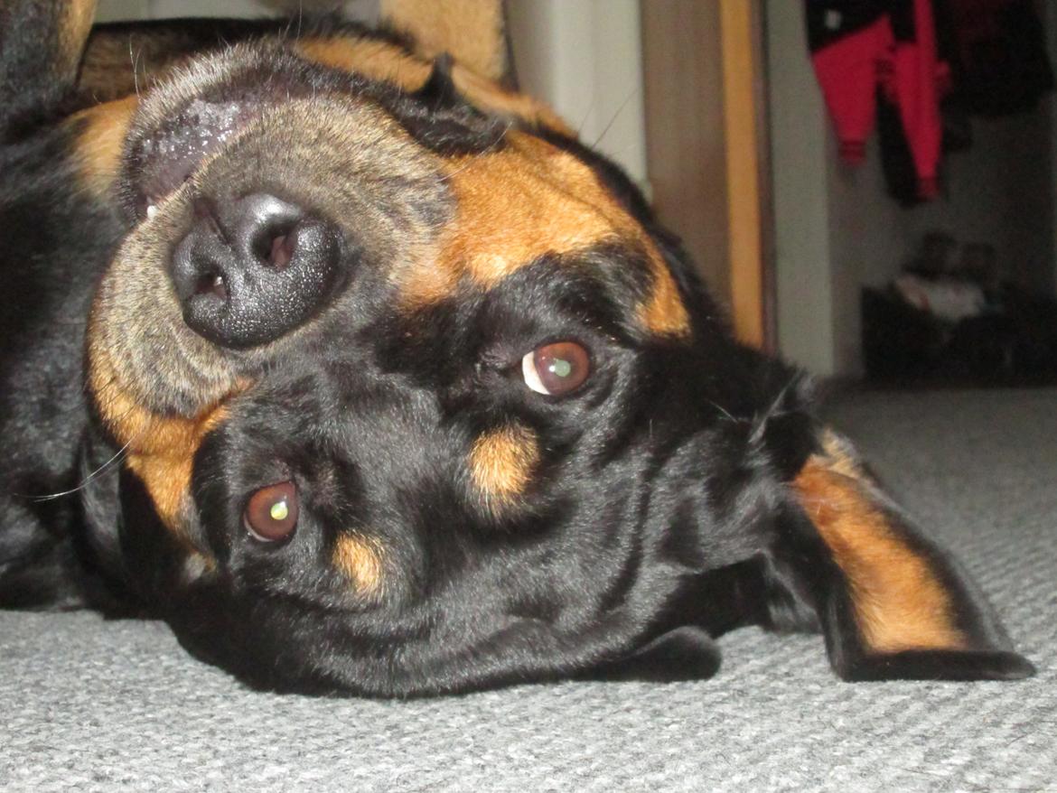 Rottweiler Kia billede 35