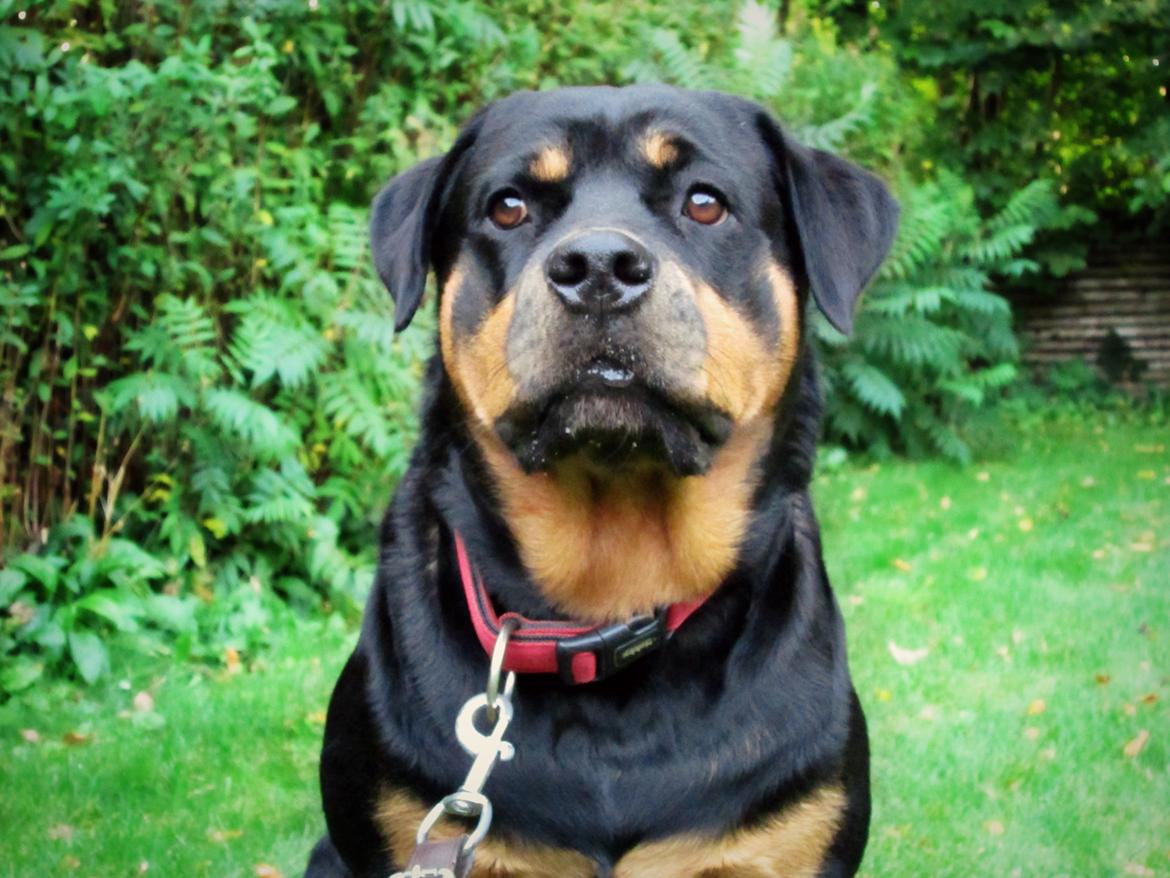 Rottweiler Kia billede 27