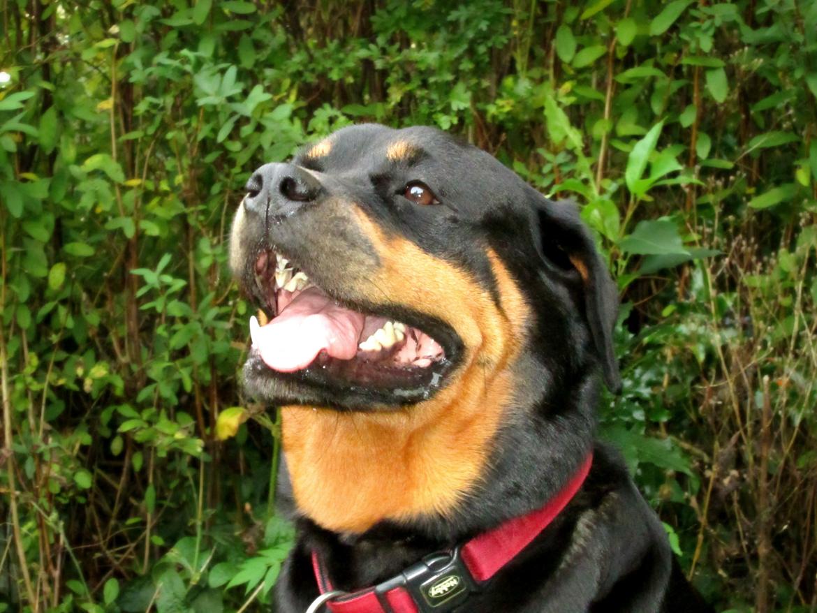 Rottweiler Kia billede 29
