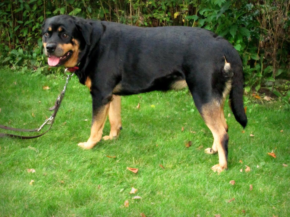 Rottweiler Kia billede 30