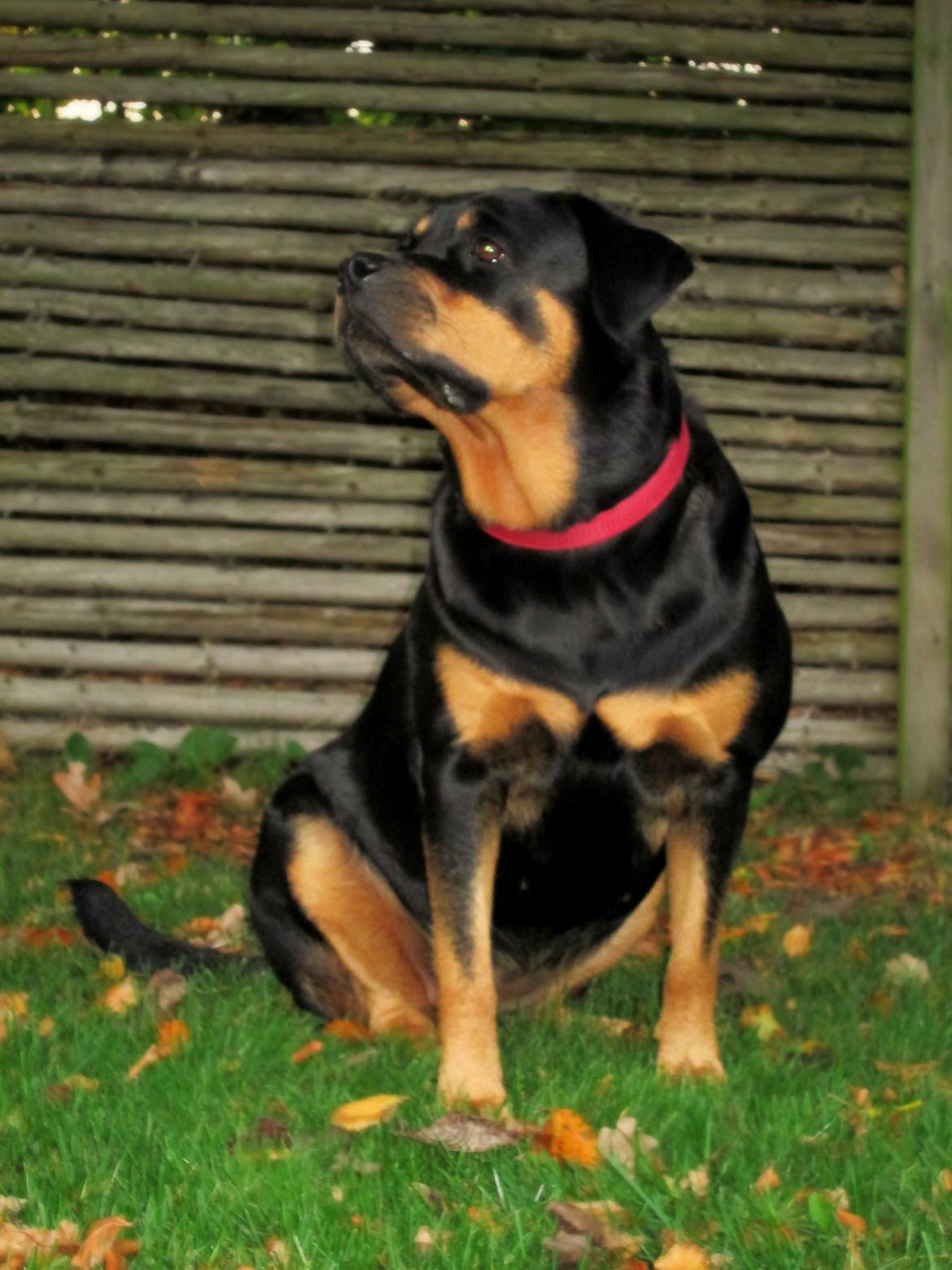 Rottweiler Kia billede 31