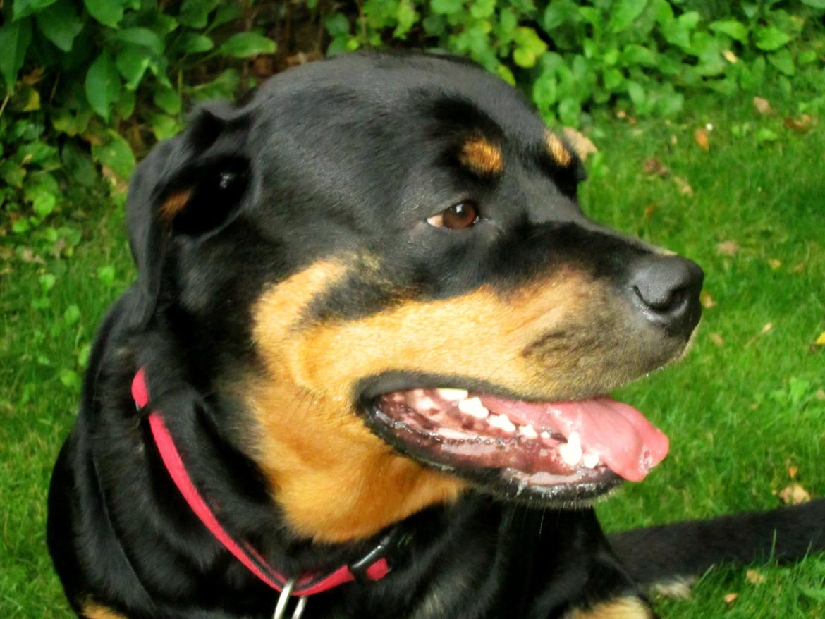 Rottweiler Kia billede 28