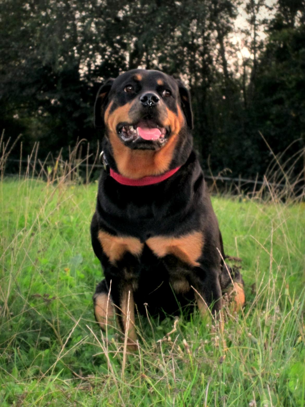 Rottweiler Kia - Hej og velkommen til Kia's profil :) billede 1