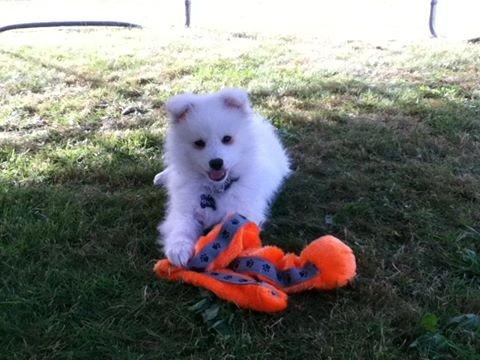 Japansk spids Kenzo billede 1