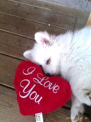 Japansk spids Kenzo billede 2