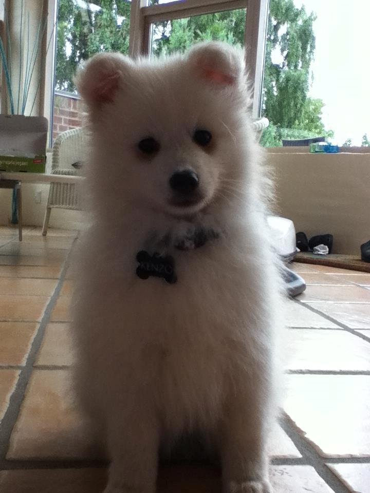 Japansk spids Kenzo billede 4