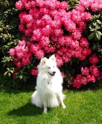 Japansk spids Kenzo billede 5