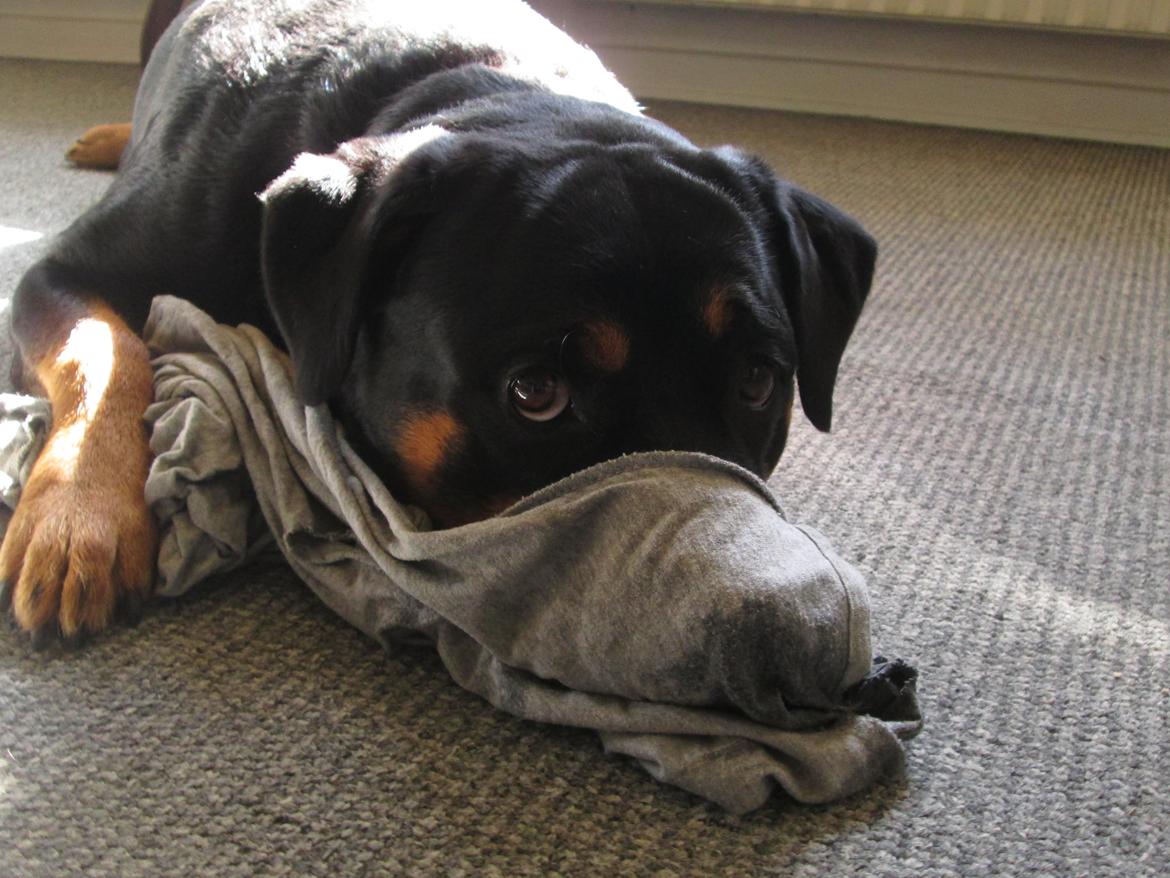 Rottweiler Kia - Nej jeg har selvfølgelig ikke stjålet den bluse. Nej da... xD billede 26