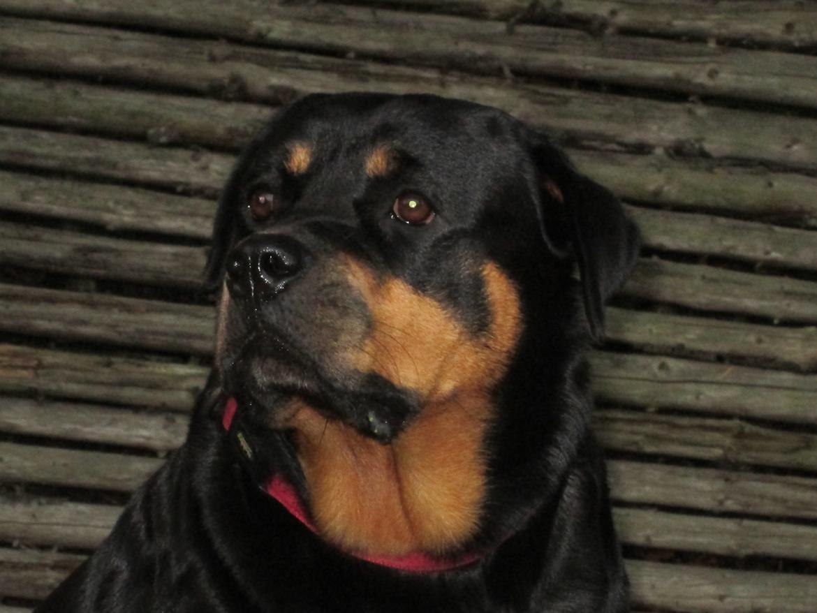 Rottweiler Kia - Baby face <3 billede 32