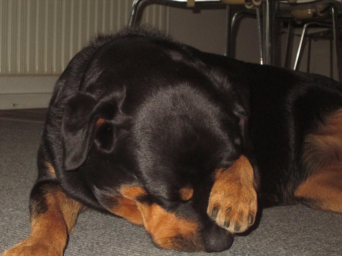 Rottweiler Kia - Du må ikke tage billeder af mig xD billede 33