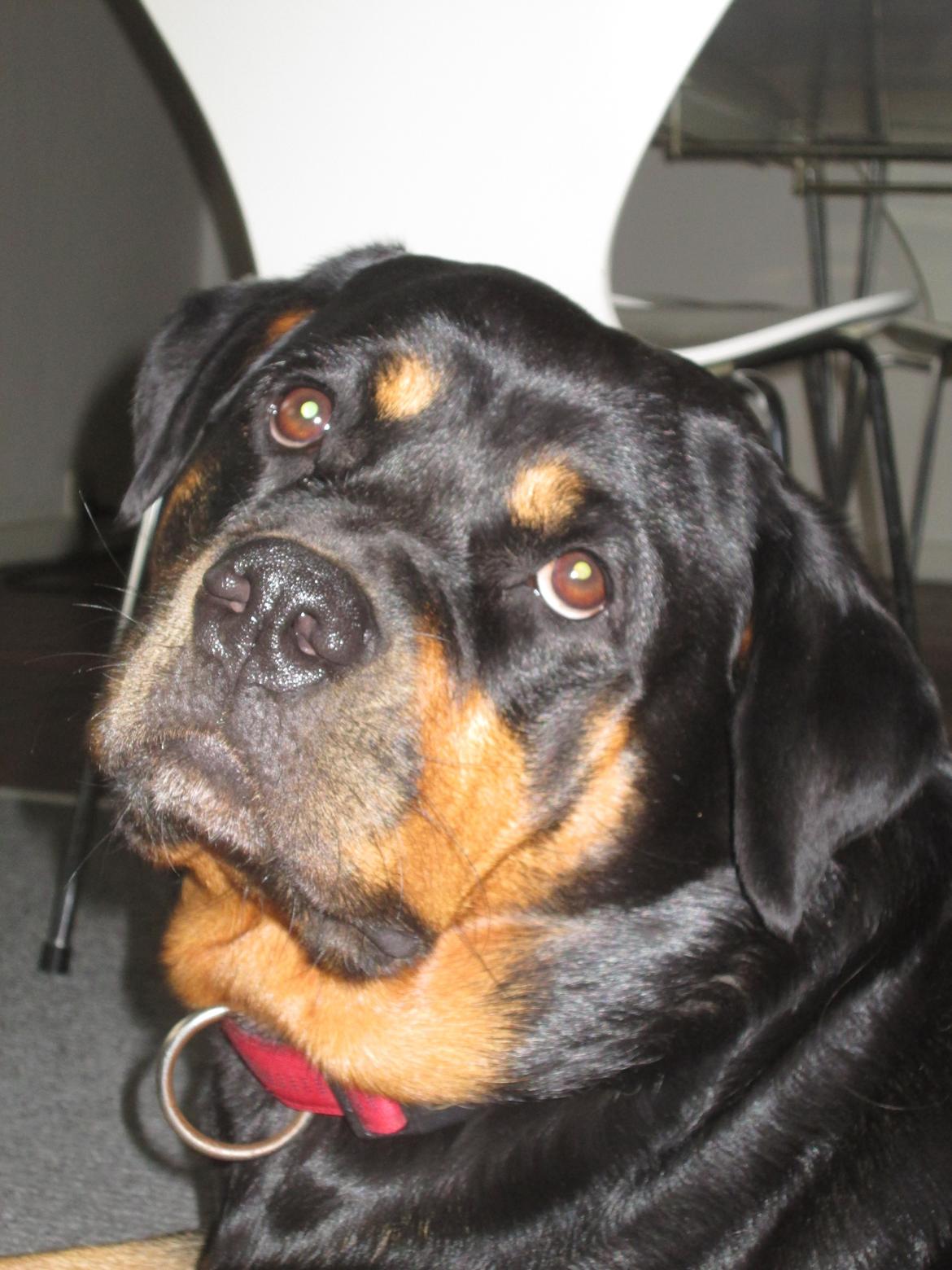 Rottweiler Kia - Tak fordi i kiggede med. Kom gerne med en kommentar og en bedømmelse :) billede 40