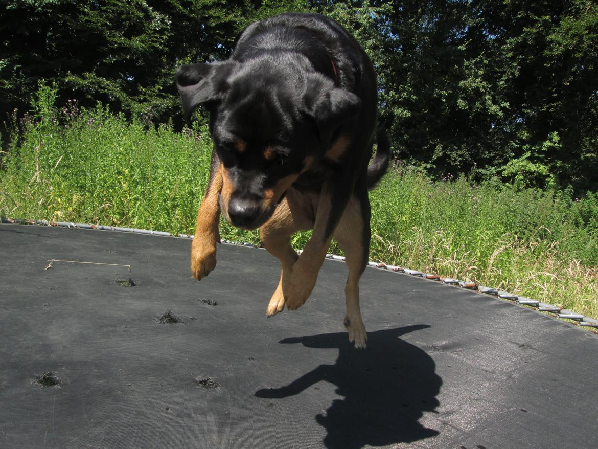 Rottweiler Kia - Kia hopper trampolin :P billede 25