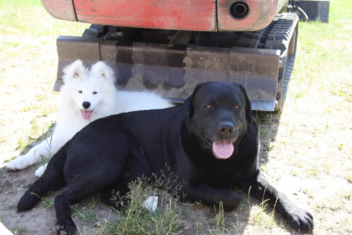 Samojedhund Whitespeciel's Blanc Bijou Raguel (Dexter) billede 27