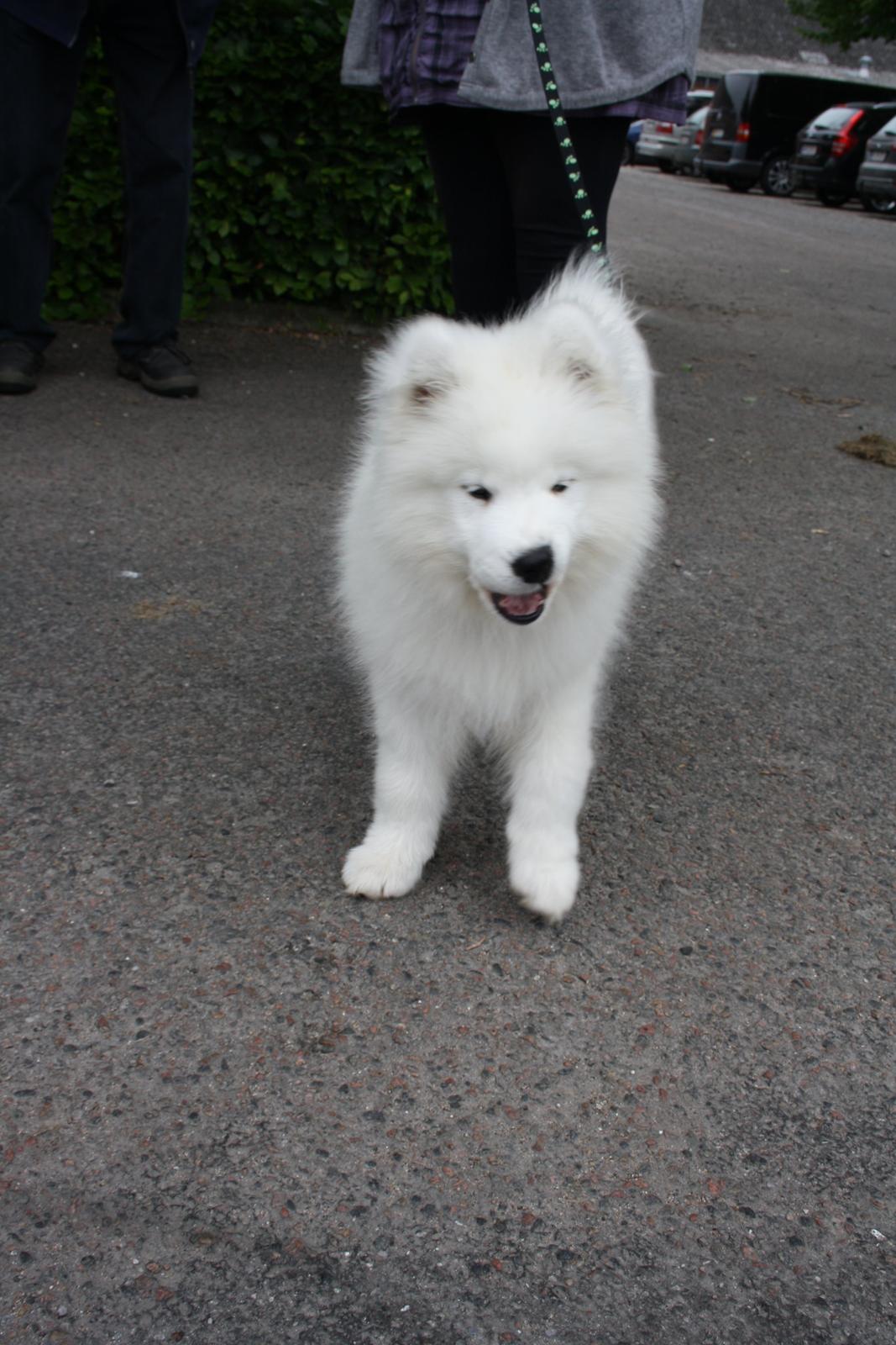 Samojedhund Whitespeciel's Blanc Bijou Raguel (Dexter) billede 28
