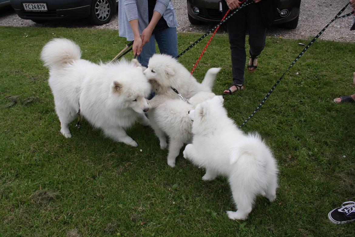 Samojedhund Whitespeciel's Blanc Bijou Raguel (Dexter) billede 30