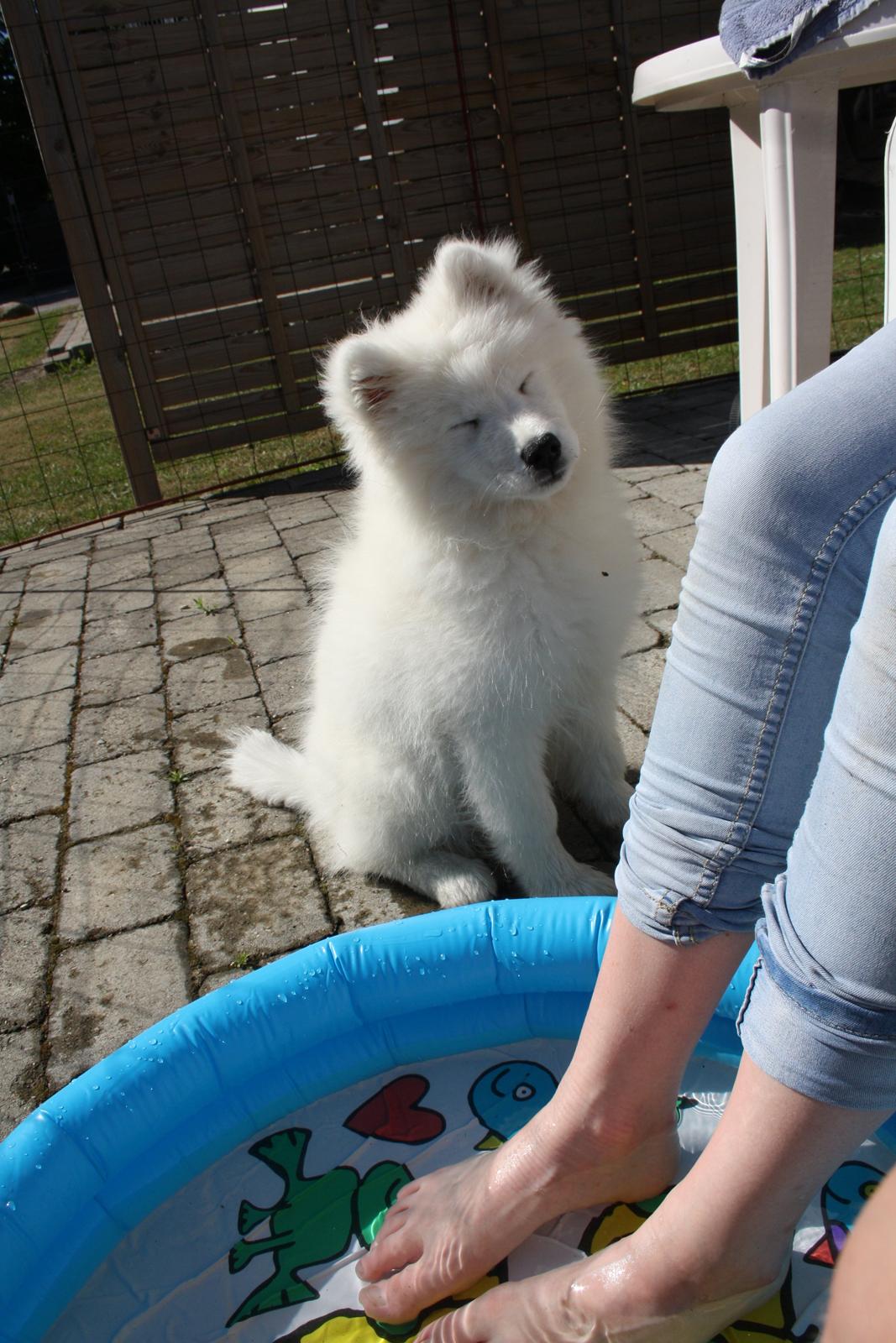 Samojedhund Whitespeciel's Blanc Bijou Raguel (Dexter) billede 31