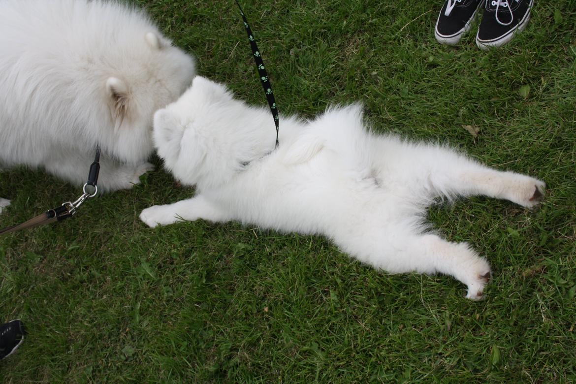 Samojedhund Whitespeciel's Blanc Bijou Raguel (Dexter) billede 32