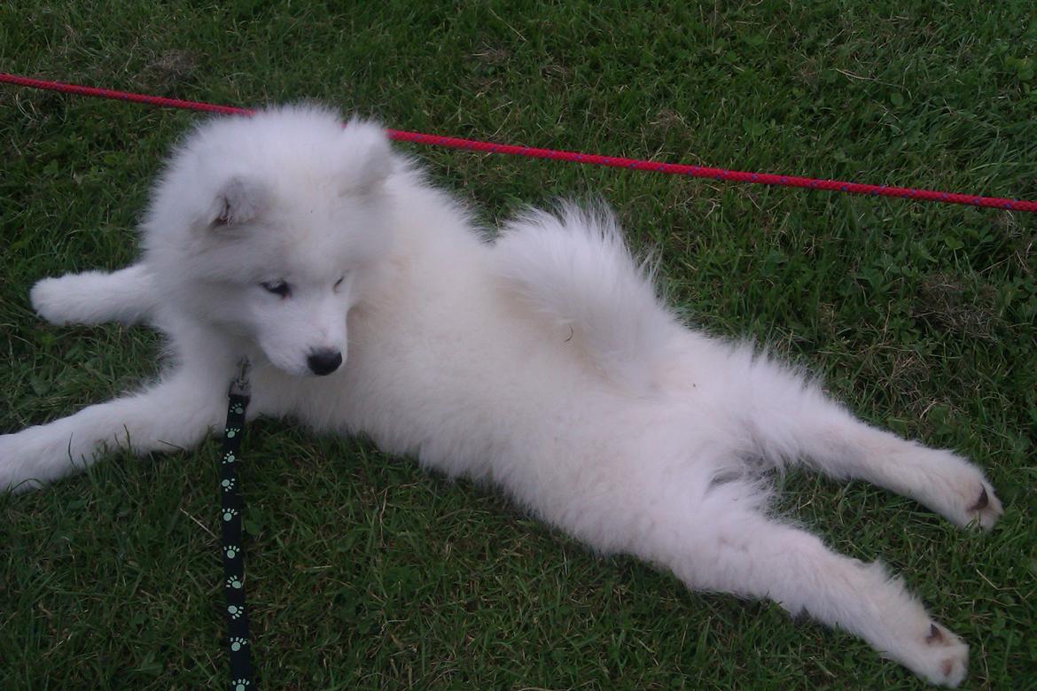 Samojedhund Whitespeciel's Blanc Bijou Raguel (Dexter) billede 33