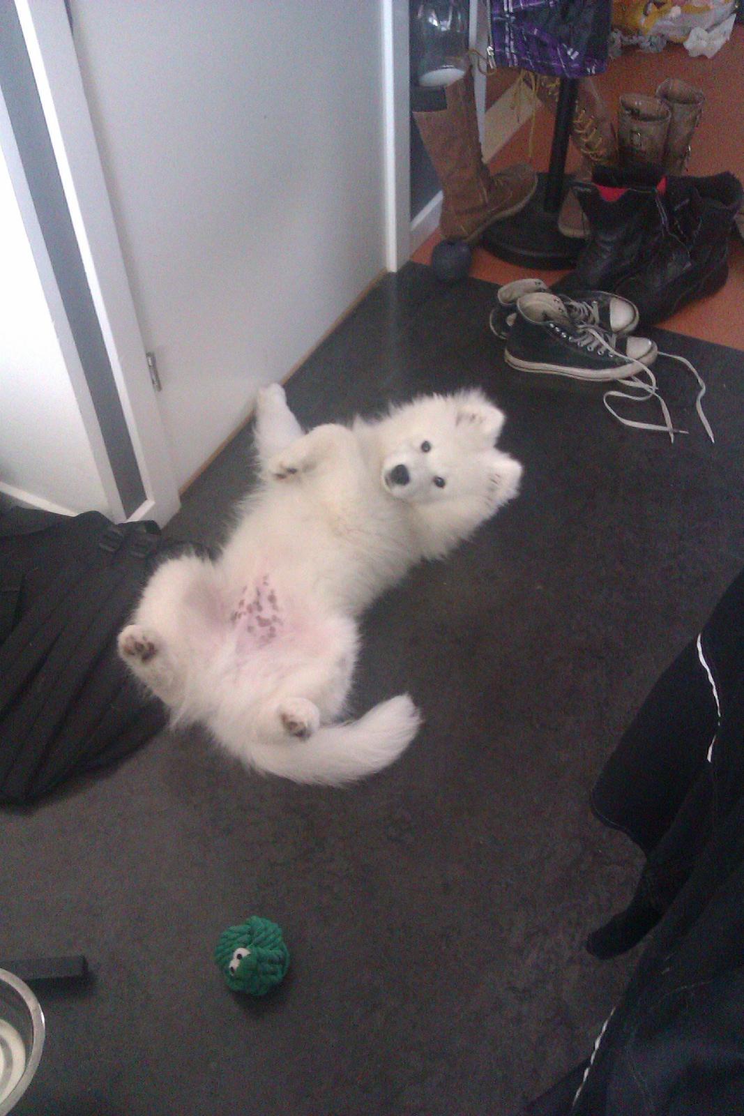 Samojedhund Whitespeciel's Blanc Bijou Raguel (Dexter) billede 36