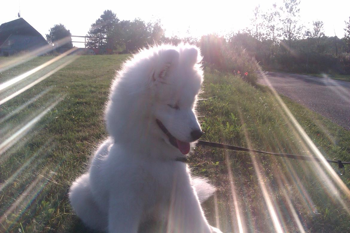 Samojedhund Whitespeciel's Blanc Bijou Raguel (Dexter) billede 37