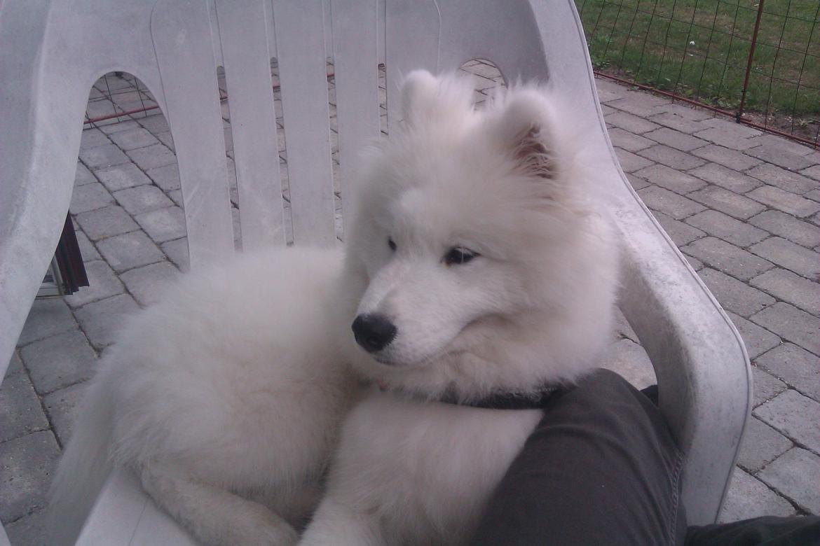 Samojedhund Whitespeciel's Blanc Bijou Raguel (Dexter) billede 38