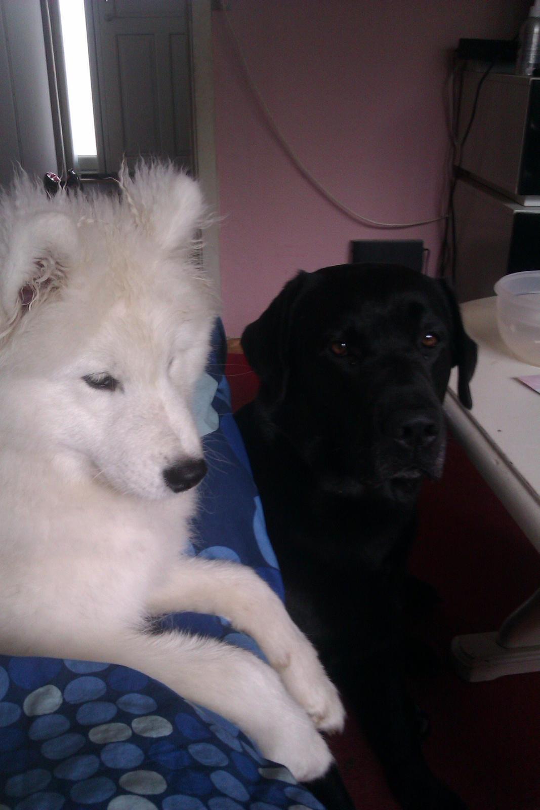 Samojedhund Whitespeciel's Blanc Bijou Raguel (Dexter) billede 39