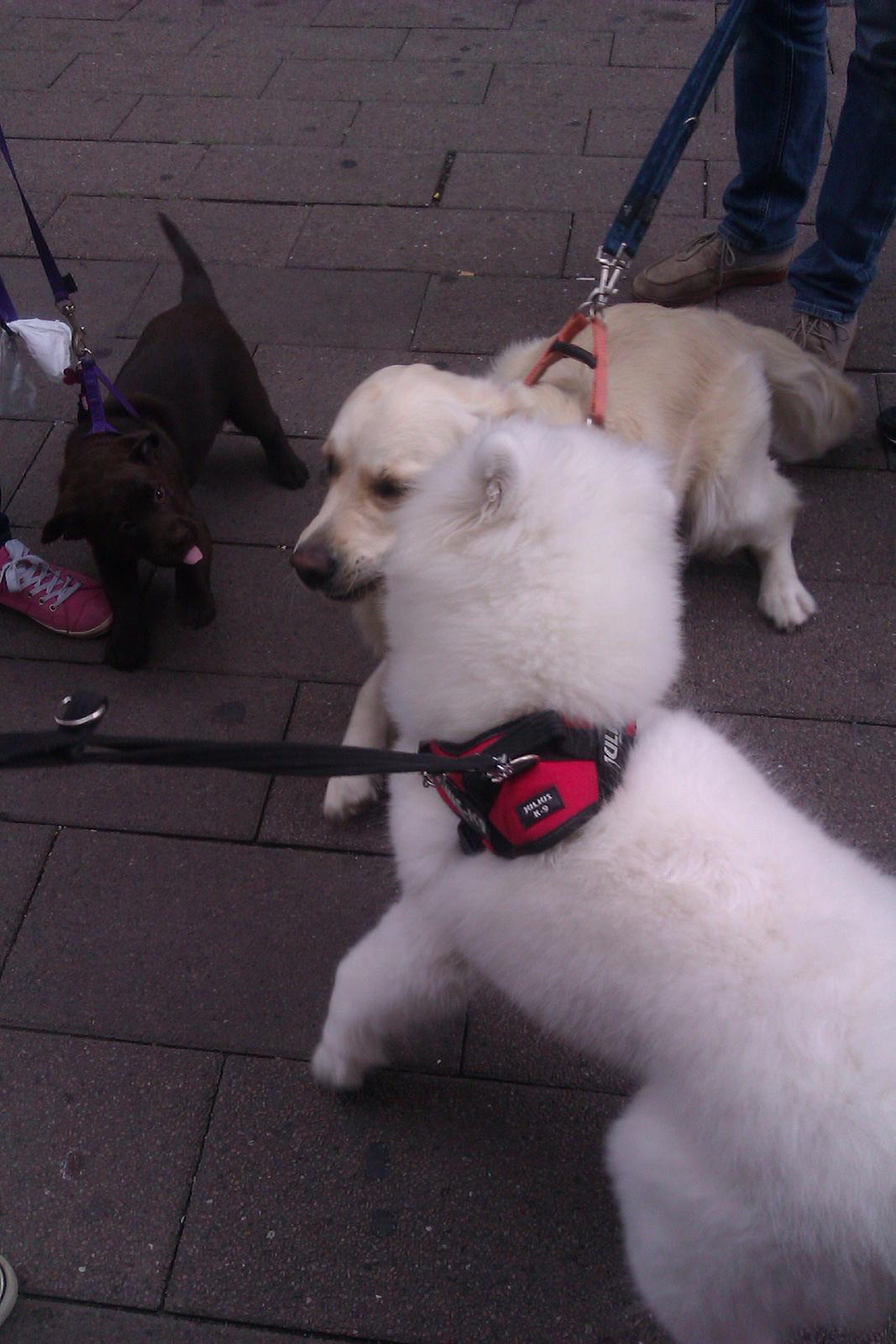 Samojedhund Whitespeciel's Blanc Bijou Raguel (Dexter) billede 40