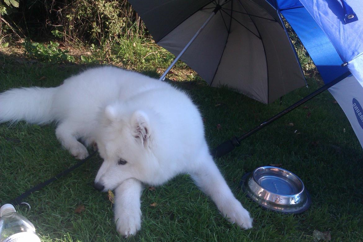 Samojedhund Whitespeciel's Blanc Bijou Raguel (Dexter) billede 41