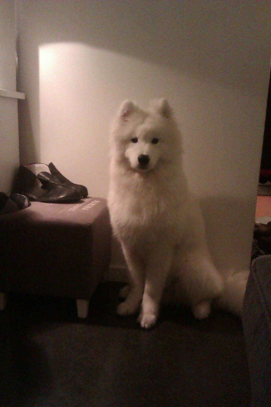 Samojedhund Whitespeciel's Blanc Bijou Raguel (Dexter) billede 42