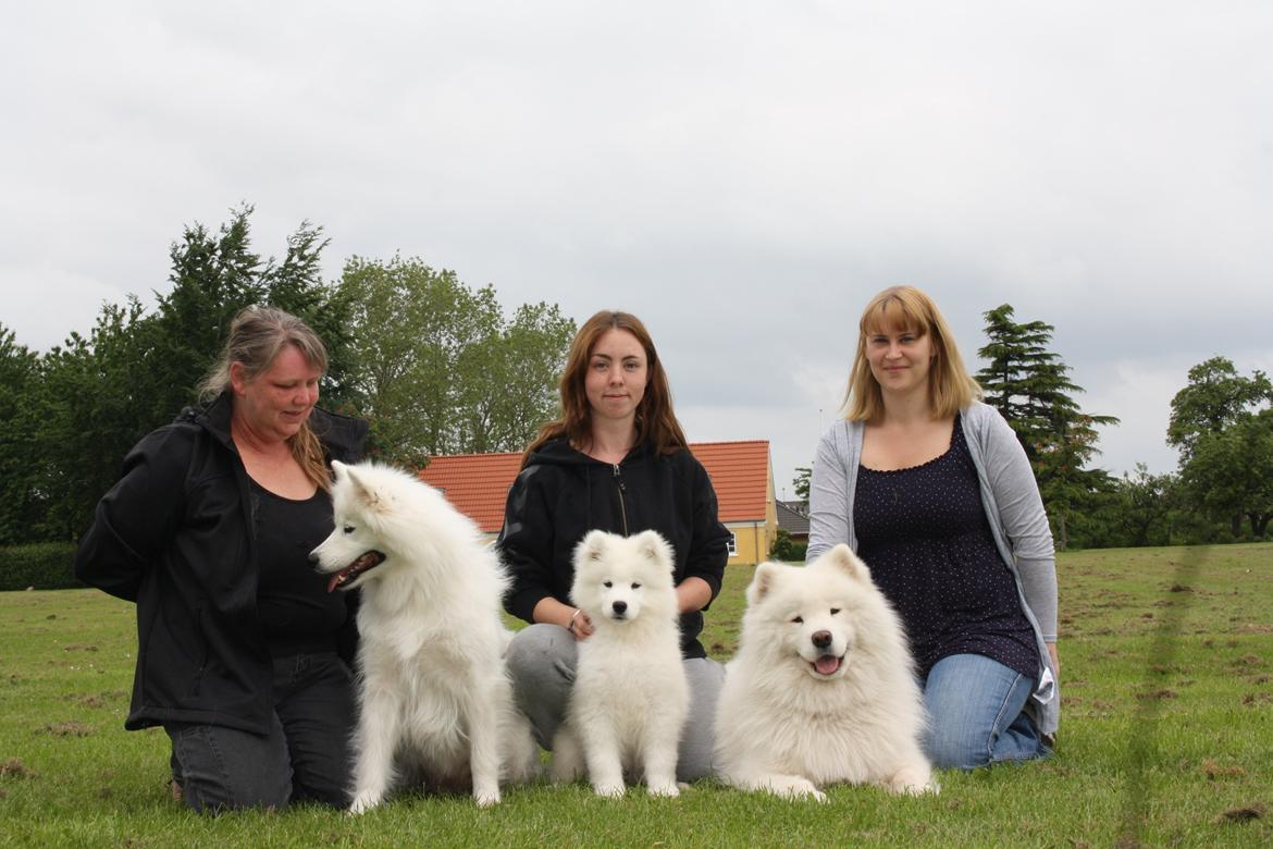 Samojedhund Whitespeciel's Blanc Bijou Raguel (Dexter) billede 29