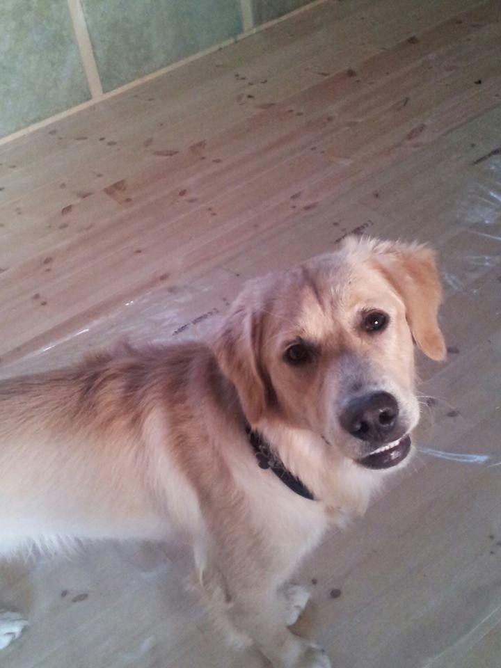 Blanding af racer joey billede 15