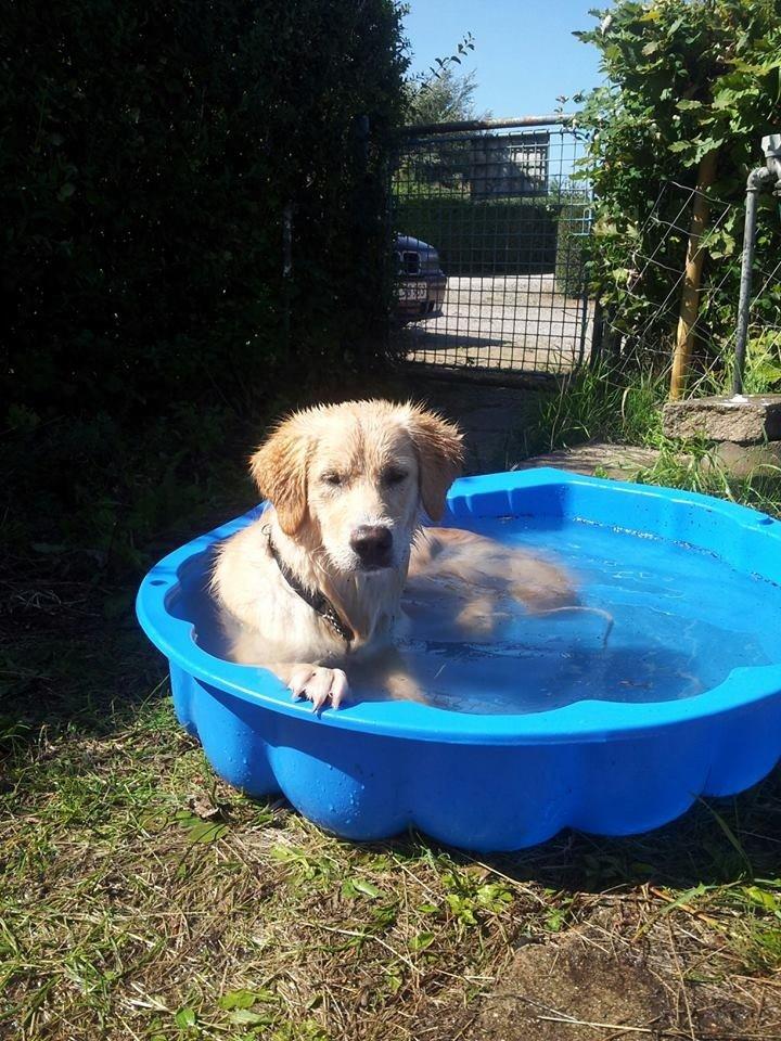 Blanding af racer joey billede 17