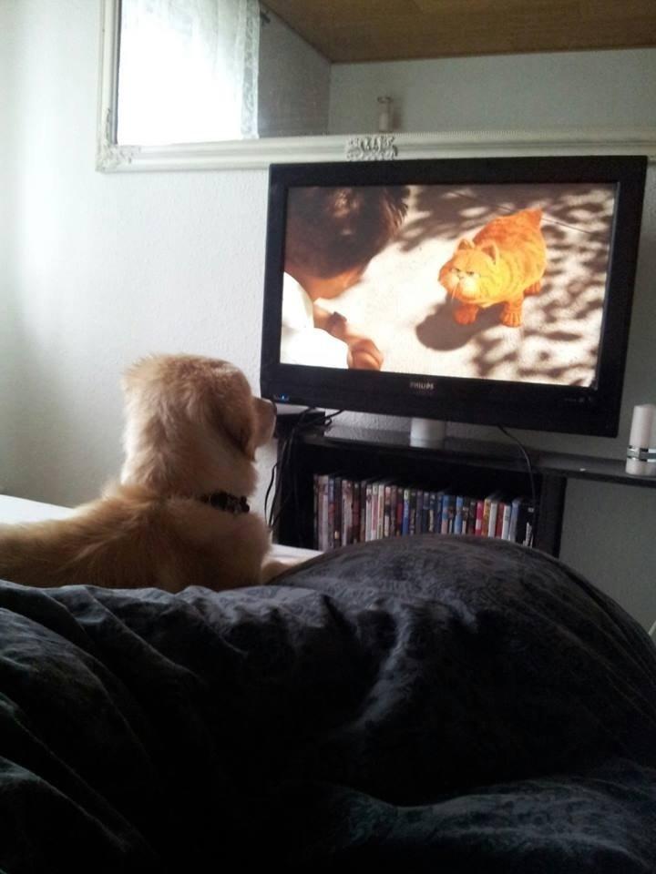 Blanding af racer joey billede 18