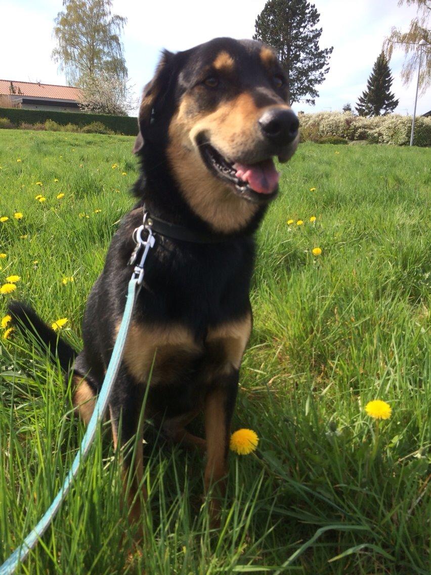 Blanding af racer Lucky billede 13